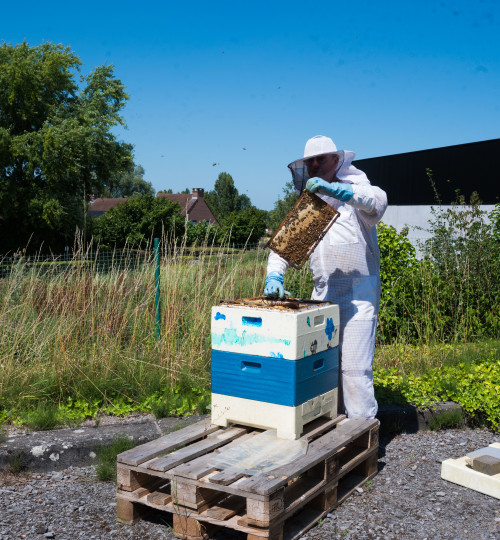 Filou loves honeybees