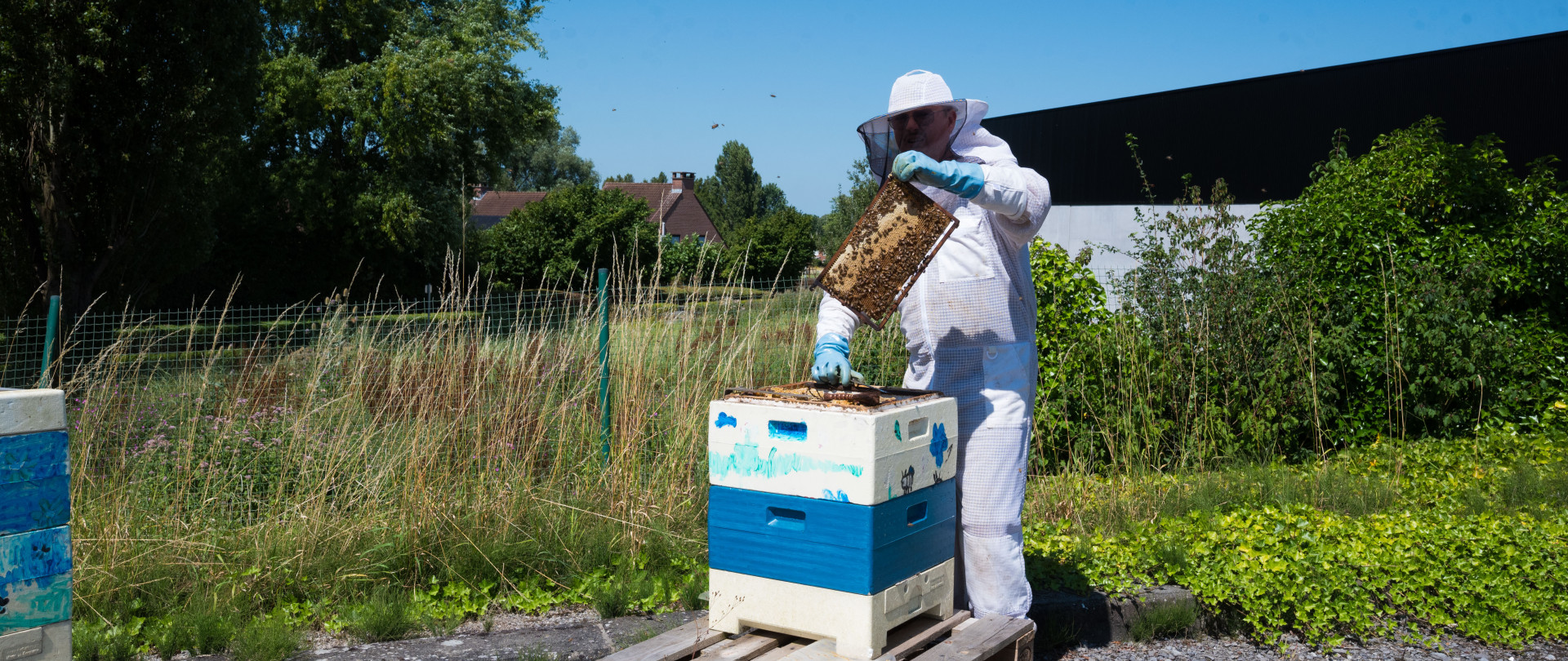 Filou loves honeybees